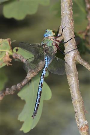 Anax imperator