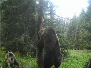 Medvede tomanova