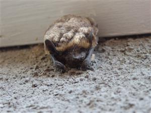 vespertilio murinus
