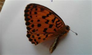 Perlovec striebristopásavý 