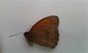 Okáč lúčny - samička.