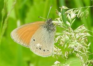 Coenonympha glycerion (Borkhausen, 1788)