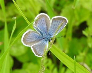 Plebejus argus (Linnaeus, 1758)