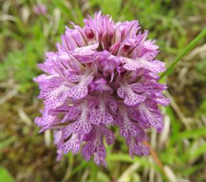 Orchis tridentata