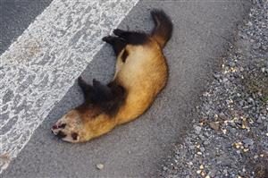 Mustela eversmanii