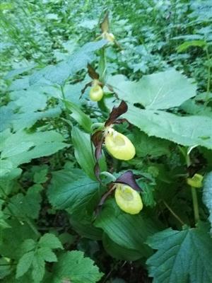 Cypripedium calceolus 