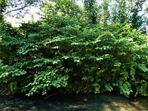 Fallopia japonica 