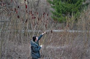 Rhus typhina 