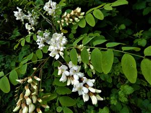 Robinia pseudoacacia 