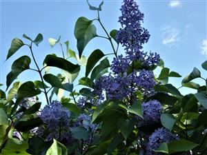 Syringa vulgaris 