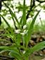 Cephalanthera longifolia 