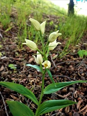 Cephalanthera damasonium 