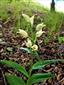 Cephalanthera damasonium 