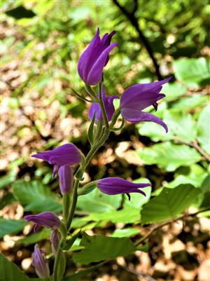 Cephalanthera rubra