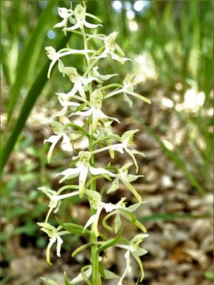Platanthera chlorantha 