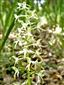 Platanthera chlorantha 