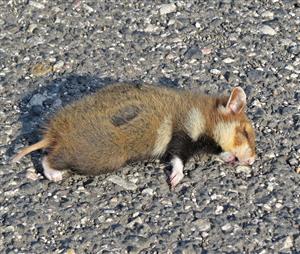 Cricetus cricetus