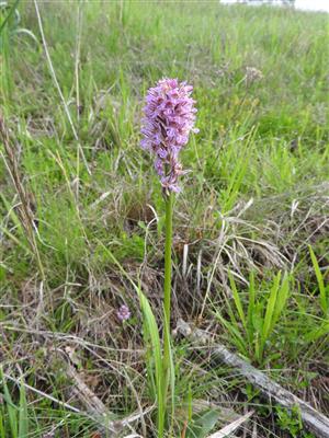 Orchis tridentata