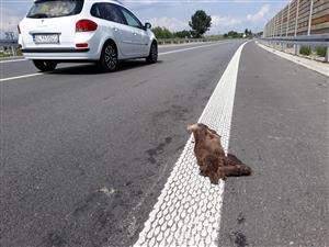 vydra riečna úhyn na ceste