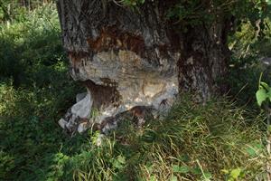 Ohryz mohutného topoľa