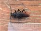 Cerambyx cerdo