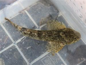 Cottus gobio