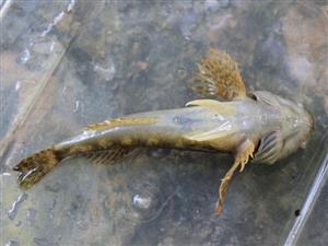 Cottus gobio