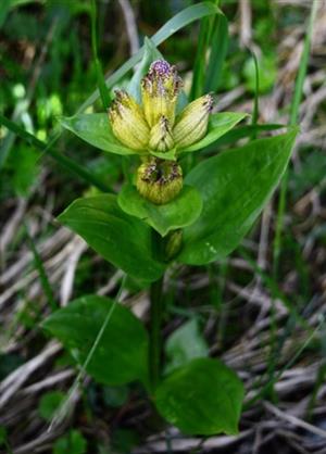 Horec bodkovaný (Gentiana punctata)