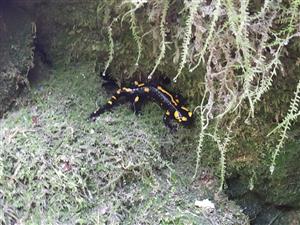salamadra salamandra