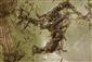 Calopteryx splendens (Harris, 1782)