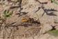 Philanthus triangulum (Fabricius, 1775)