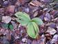 Veratrum sp.