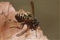 Polistes nimpha (Christ, 1791)