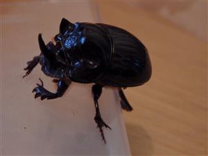 Copris lunaris