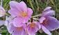 Lygaeus equestris (Linnaeus, 1758)