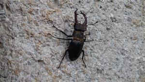 Lucanus cervus