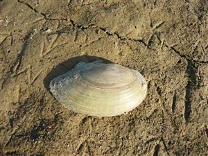 anodonta cygnea