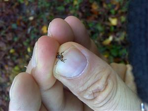 Lipoptena cervi