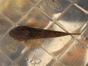 Cottus gobio