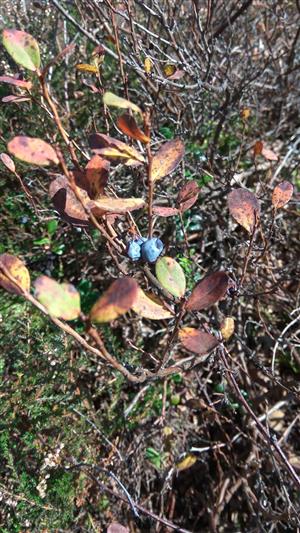 Vaccinium uliginosum 