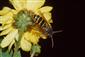 Vespula vulgaris (Linnaeus, 1758)