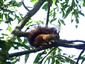 Veverica stromová