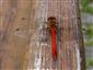 Crocothemis erythraea (Brulle, 1832)