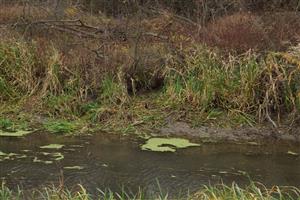 nutria nora