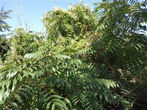 Ailanthus altissima