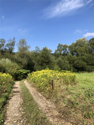 Solidago canadensis