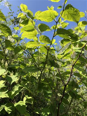 Fallopia japonica