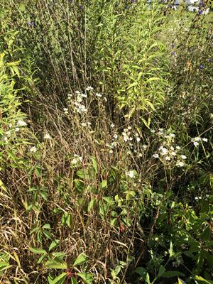 Stenactis annua