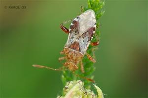 Rhopalus subrufus
