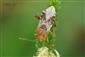 Rhopalus subrufus (Gmelin, 1790)